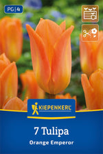 Fosteriana-Tulpe Orange Emperor