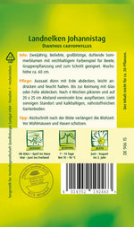 Quedlinburger Gartennelke Johannistag