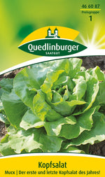 Quedlinburger Kopfsalat Muck