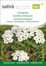 Sativa Schafgarbe