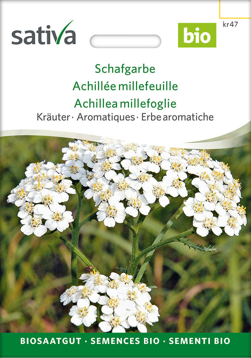 Sativa Schafgarbe
