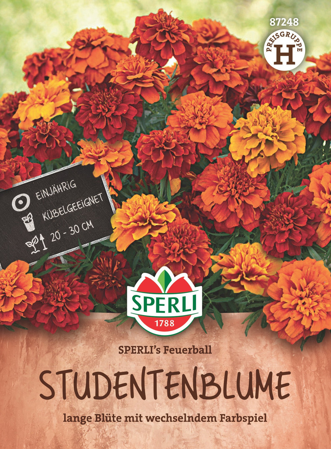SPERLI Studentenblume SPERLI´s Feuerball