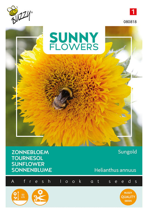 Buzzy Seeds Niedrige Sonnenblume Sungold Gefüllte