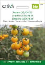 Sativa Cherrytomate Auslese (KS/CHE 2)