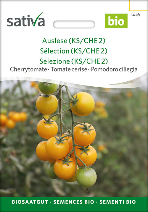 Sativa Cherrytomate Auslese (KS/CHE 2)