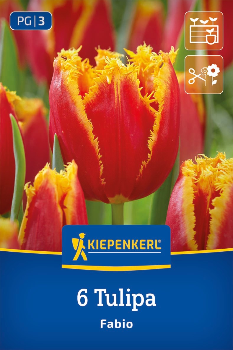 Gefranste Tulpe Fabio