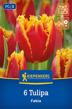Gefranste Tulpe Fabio