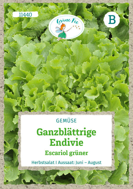 Grüne Fee Endiviensalat Escariol grüner