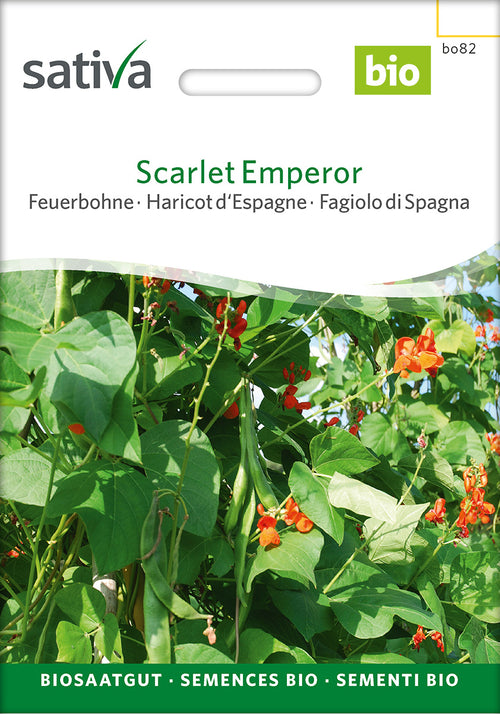 Sativa Feuerbohne Scarlet Emperor