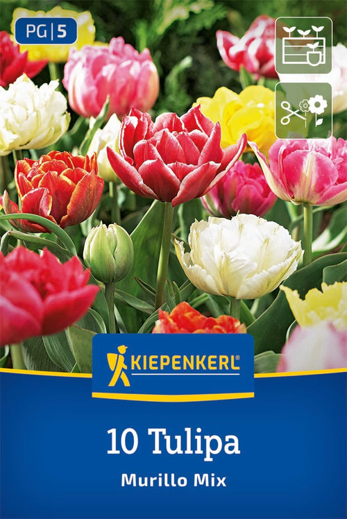 Gefüllte Frühe Tulpe Murillo Mix