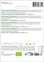 Sativa Cardy Épineux argenté de Plainpalais