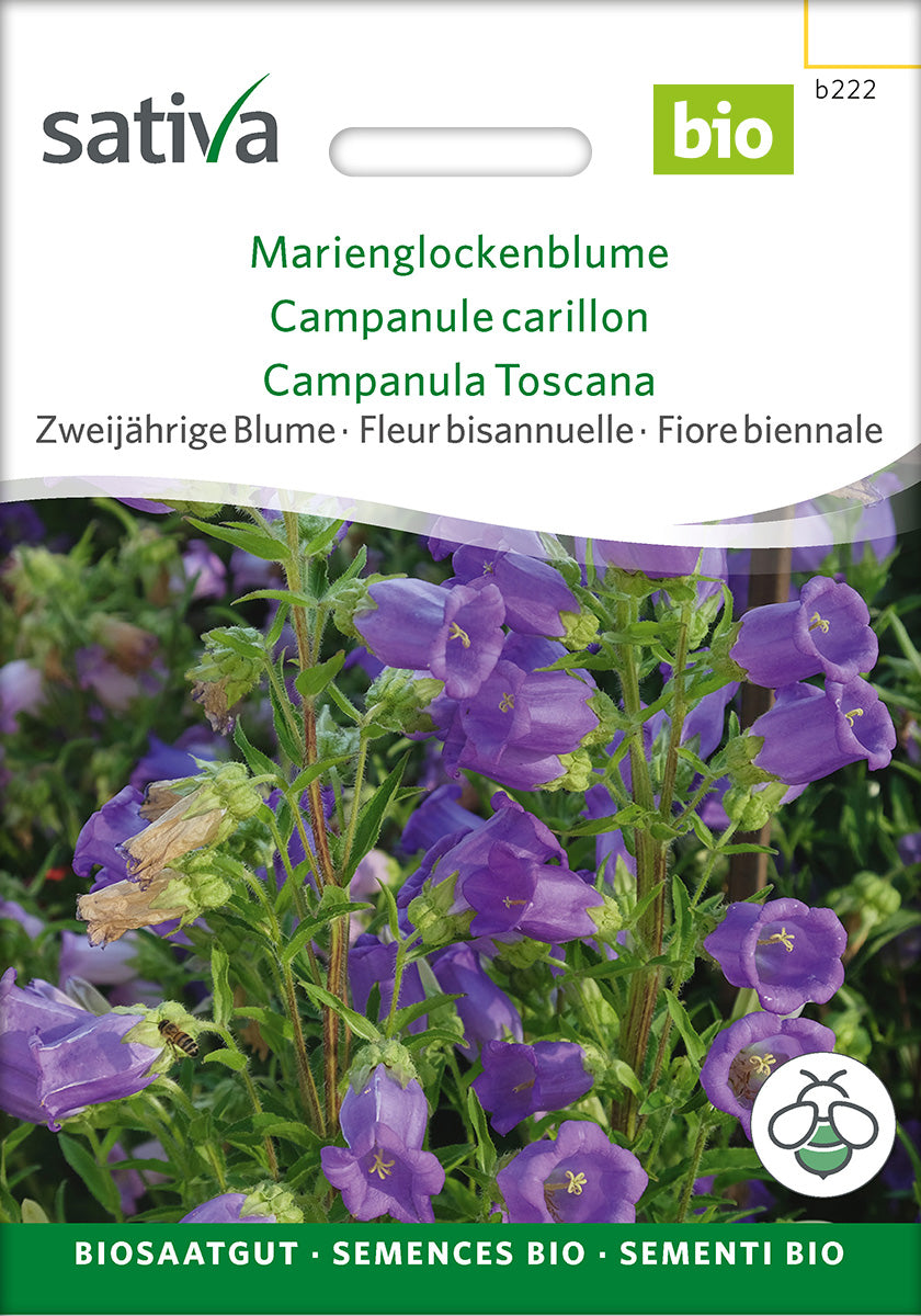 Sativa Marienglockenblume