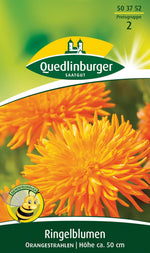 Quedlinburger Ringelblume Orangestrahlen