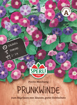 SPERLI Prunkwinde Presto Mischung