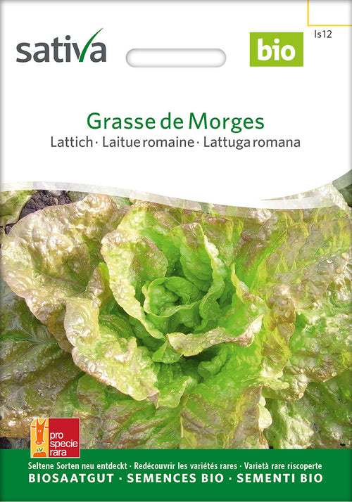 Sativa Lattich Grasse de Morges