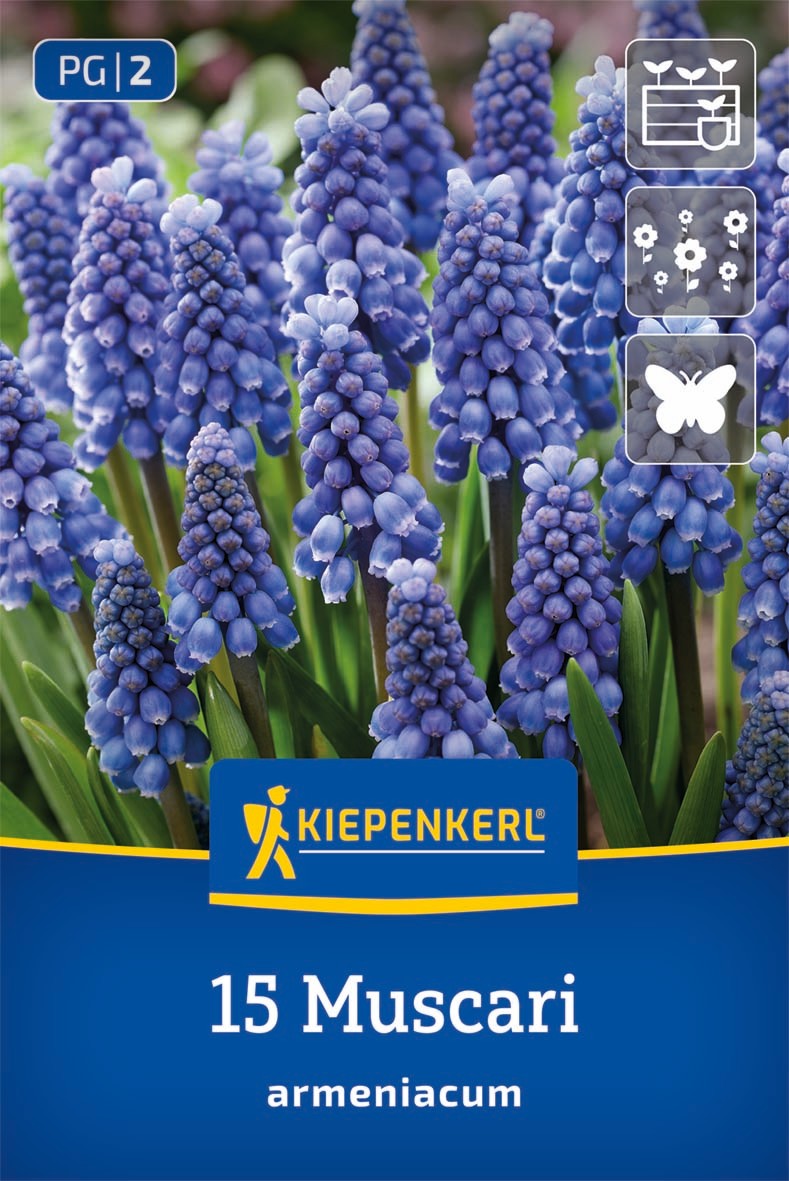Armenische Traubenhyazinthe