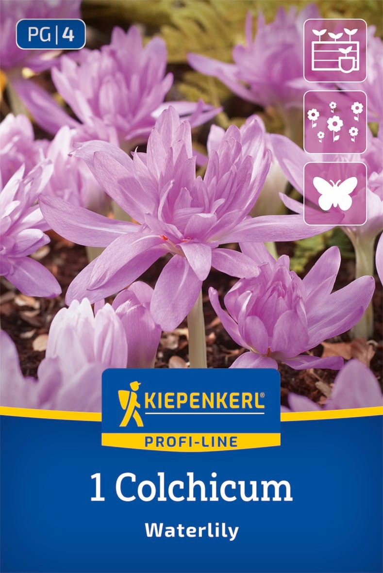 Profi-Line Herbstzeitlose Waterlily
