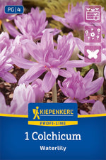 Profi-Line Herbstzeitlose Waterlily
