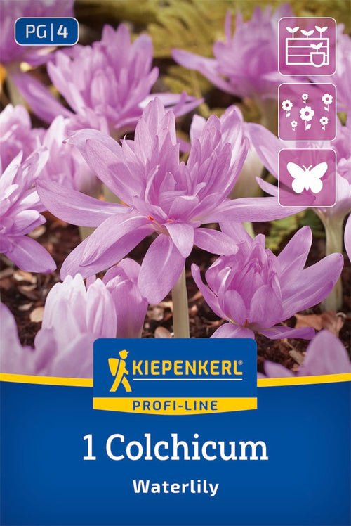 Profi-Line Herbstzeitlose Waterlily
