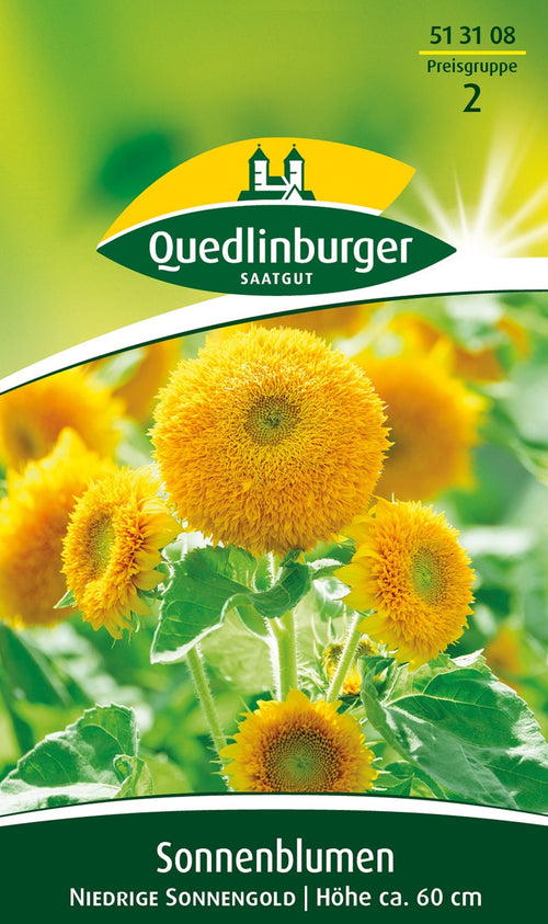 Quedlinburger Topfsonnenblume niedrige Sonnengold