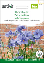Sativa Himmelsleiter