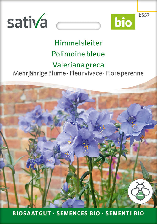 Sativa Himmelsleiter