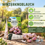 HILD Winterknoblauch Germidour 3 Stück