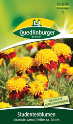 Quedlinburger Studentenblume Orangeflamme