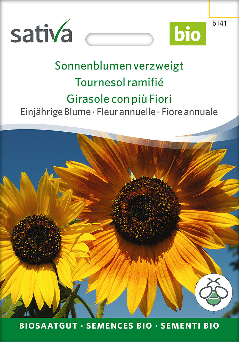 Sativa Sonnenblumen verzweigt