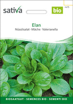 Sativa Nüsslisalat Elan