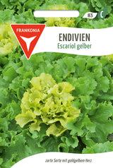 Frankonia Samen Endiviensalat Escariol gelber