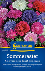 Kiepenkerl Sommeraster Amerikanische Busch-Mischung