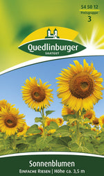 Quedlinburger Sonnenblume Einfache Riesen