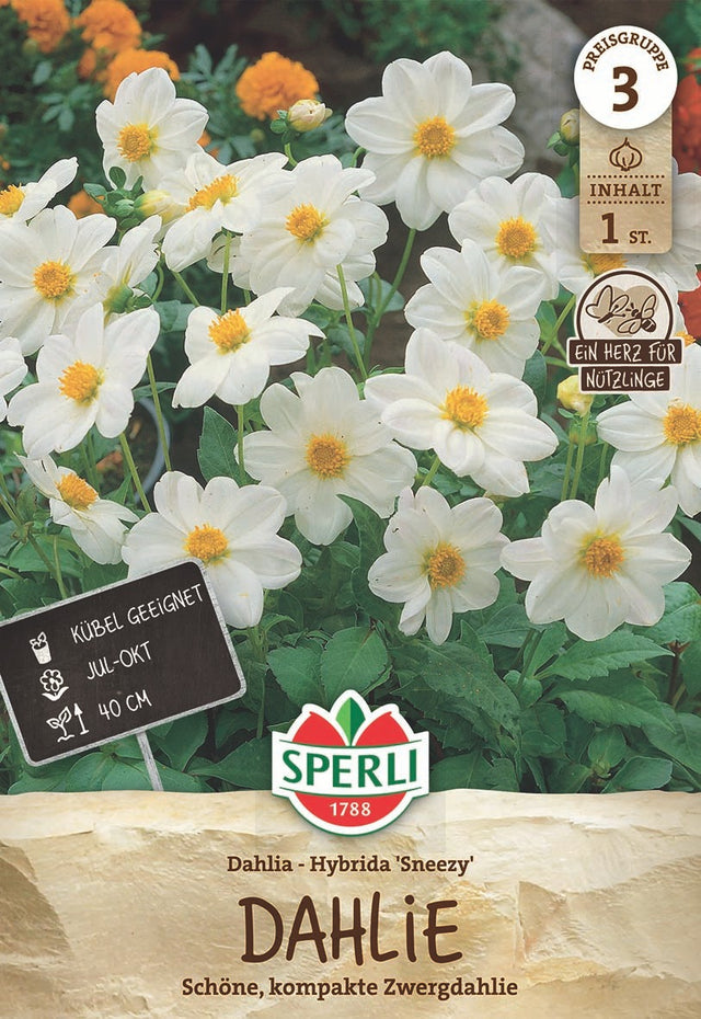 SPERLI Dahlie Sneezy