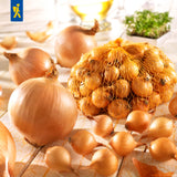 Kiepenkerl Steckzwiebel Stuttgarter Riesen 250 g