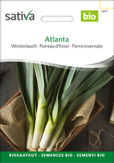 Sativa Winterlauch Atlanta