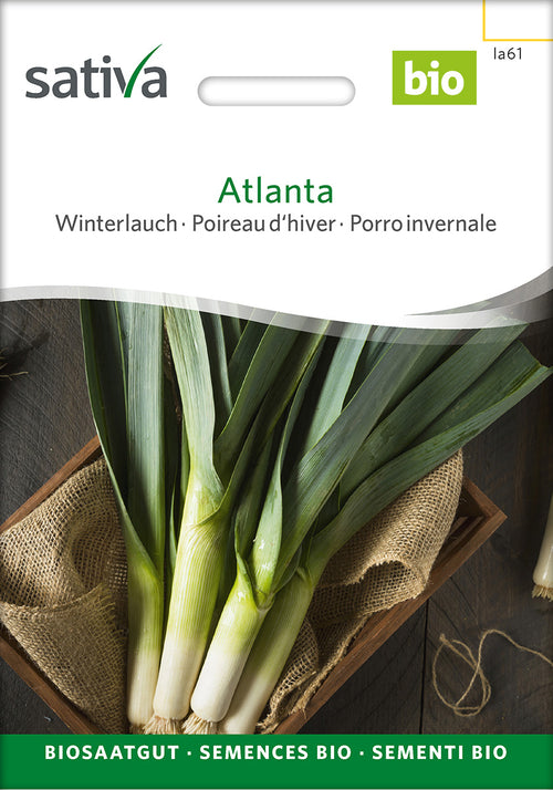 Sativa Winterlauch Atlanta