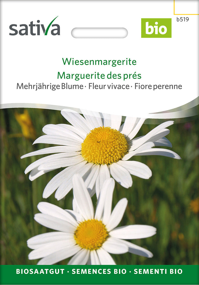 Sativa Wiesenmargerite