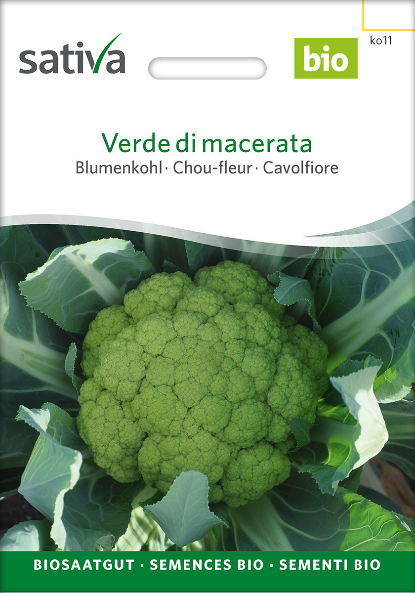 Sativa Blumenkohl Verde di macerata