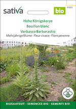 Sativa Hohe Königskerze