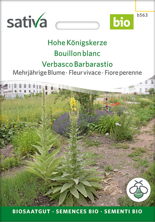 Sativa Hohe Königskerze