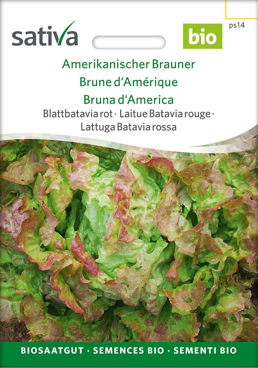 Sativa Blattbatavia rot Amerikanischer Brauner