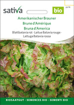 Sativa Blattbatavia rot Amerikanischer Brauner