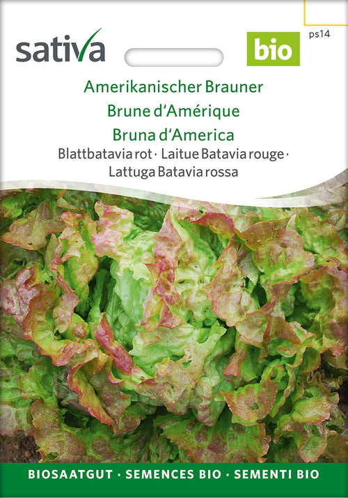 Sativa Blattbatavia rot Amerikanischer Brauner