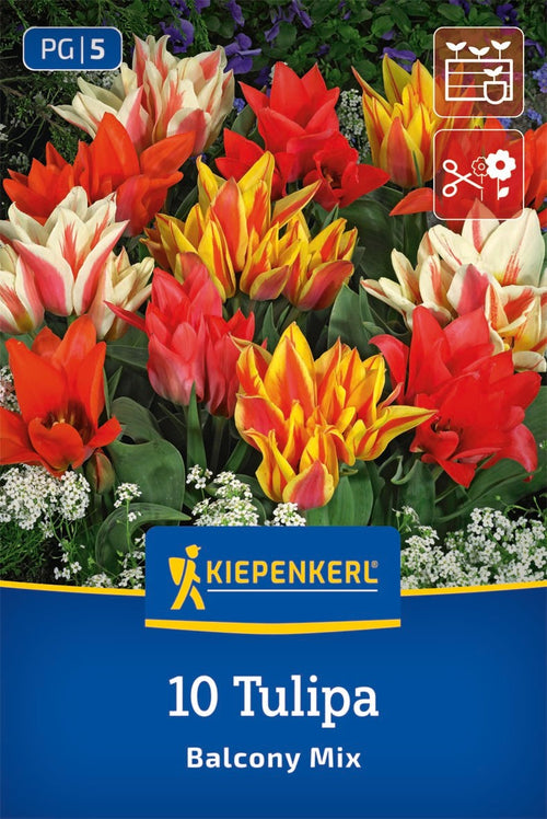 Greigii-Tulpe Balkonzauber Mix