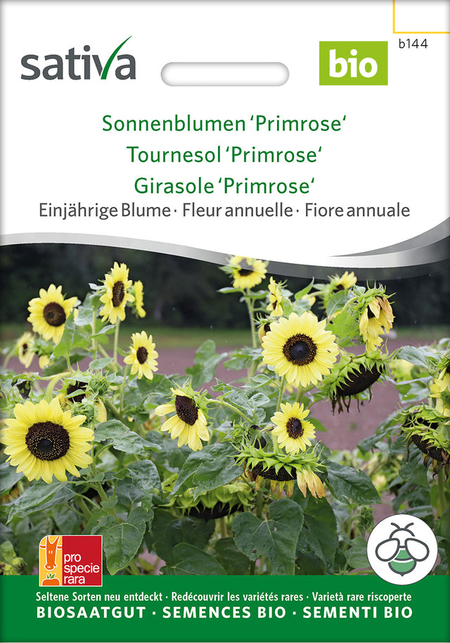 Sativa Sonnenblumen Primrose