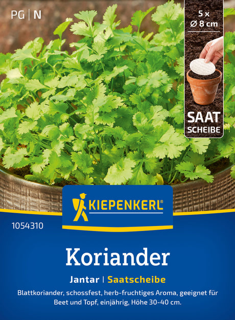Kiepenkerl Koriander Jantar Saatscheibe