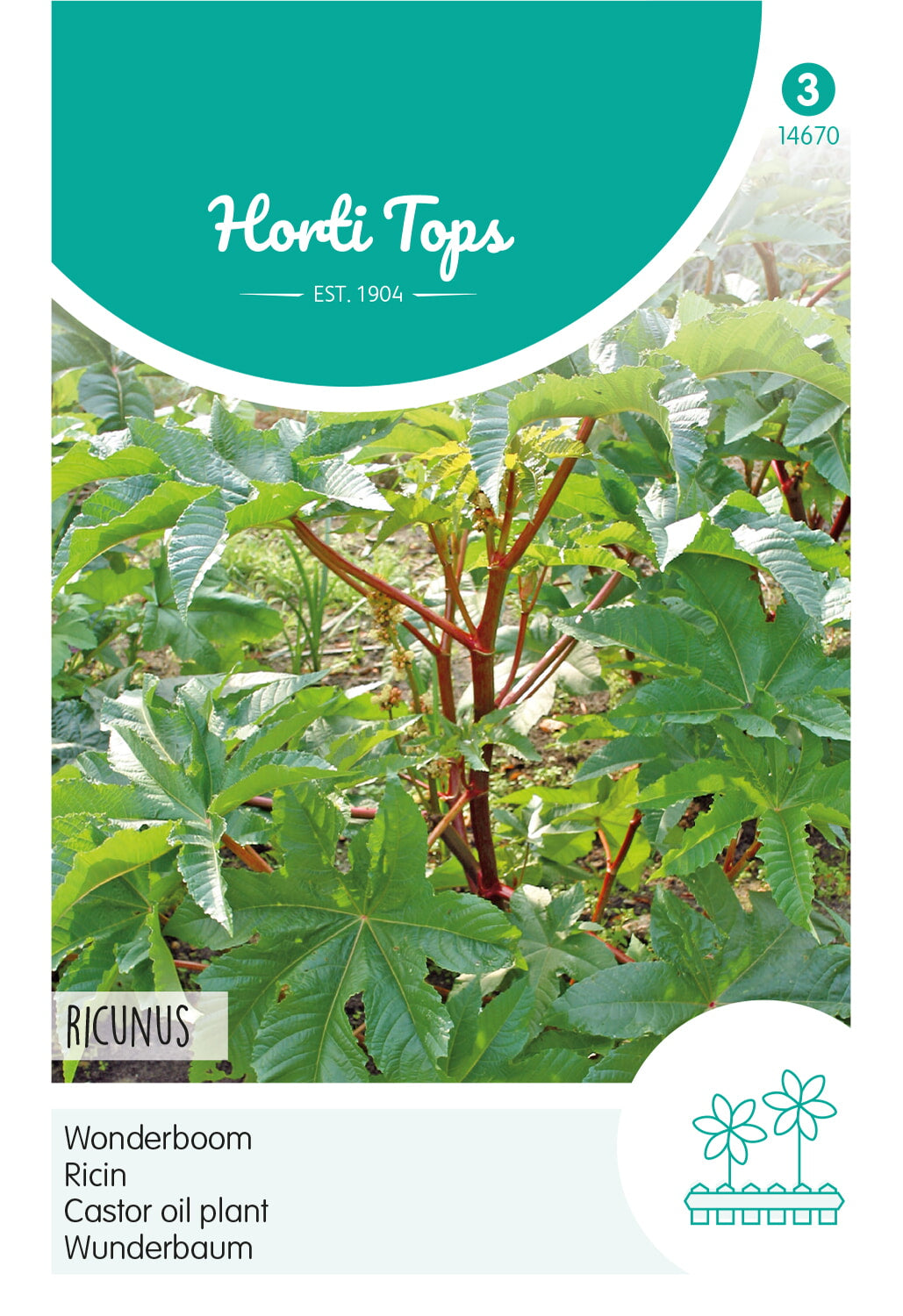 Horti Tops Rizinus Communis Zanzibariensis