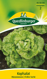 Quedlinburger Kopfsalat Meikoningin