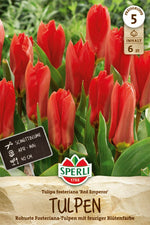 Fosteriana-Tulpe Red Emperor
